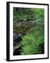 Lady Fern, Lyman Brook, The Nature Conservancy's Bunnell Tract, New Hampshire, USA-Jerry & Marcy Monkman-Framed Premium Photographic Print