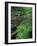 Lady Fern, Lyman Brook, The Nature Conservancy's Bunnell Tract, New Hampshire, USA-Jerry & Marcy Monkman-Framed Photographic Print