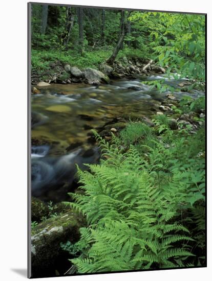 Lady Fern, Lyman Brook, The Nature Conservancy's Bunnell Tract, New Hampshire, USA-Jerry & Marcy Monkman-Mounted Photographic Print