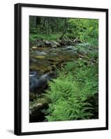 Lady Fern, Lyman Brook, The Nature Conservancy's Bunnell Tract, New Hampshire, USA-Jerry & Marcy Monkman-Framed Photographic Print