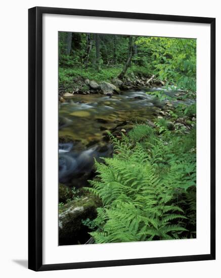 Lady Fern, Lyman Brook, The Nature Conservancy's Bunnell Tract, New Hampshire, USA-Jerry & Marcy Monkman-Framed Photographic Print