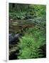 Lady Fern, Lyman Brook, The Nature Conservancy's Bunnell Tract, New Hampshire, USA-Jerry & Marcy Monkman-Framed Photographic Print