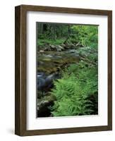 Lady Fern, Lyman Brook, The Nature Conservancy's Bunnell Tract, New Hampshire, USA-Jerry & Marcy Monkman-Framed Photographic Print