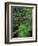 Lady Fern, Lyman Brook, The Nature Conservancy's Bunnell Tract, New Hampshire, USA-Jerry & Marcy Monkman-Framed Photographic Print