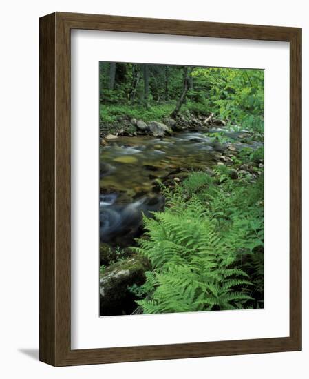 Lady Fern, Lyman Brook, The Nature Conservancy's Bunnell Tract, New Hampshire, USA-Jerry & Marcy Monkman-Framed Photographic Print