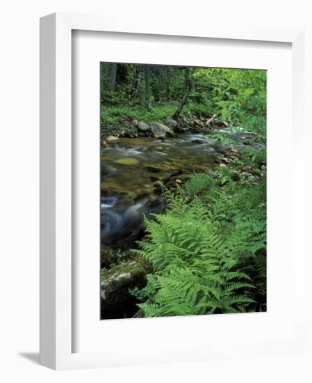 Lady Fern, Lyman Brook, The Nature Conservancy's Bunnell Tract, New Hampshire, USA-Jerry & Marcy Monkman-Framed Photographic Print