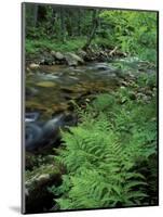 Lady Fern, Lyman Brook, The Nature Conservancy's Bunnell Tract, New Hampshire, USA-Jerry & Marcy Monkman-Mounted Photographic Print