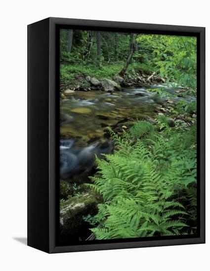 Lady Fern, Lyman Brook, The Nature Conservancy's Bunnell Tract, New Hampshire, USA-Jerry & Marcy Monkman-Framed Stretched Canvas