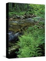 Lady Fern, Lyman Brook, The Nature Conservancy's Bunnell Tract, New Hampshire, USA-Jerry & Marcy Monkman-Stretched Canvas