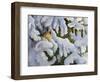 Lady in the Pines-Sarah Davis-Framed Premium Giclee Print