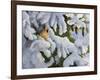 Lady in the Pines-Sarah Davis-Framed Giclee Print