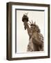 Lady Liberty-Sasha Gleyzer-Framed Art Print