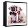 Lady Mops Puppy Whispering Something Or Kissing Its Gentleman Partner While Seated-Viorel Sima-Framed Stretched Canvas