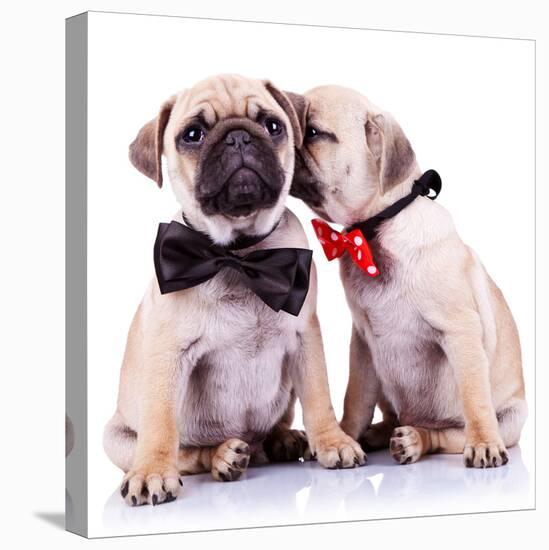 Lady Mops Puppy Whispering Something Or Kissing Its Gentleman Partner While Seated-Viorel Sima-Stretched Canvas