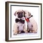 Lady Mops Puppy Whispering Something Or Kissing Its Gentleman Partner While Seated-Viorel Sima-Framed Photographic Print