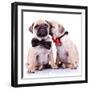 Lady Mops Puppy Whispering Something Or Kissing Its Gentleman Partner While Seated-Viorel Sima-Framed Photographic Print