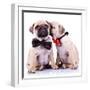 Lady Mops Puppy Whispering Something Or Kissing Its Gentleman Partner While Seated-Viorel Sima-Framed Photographic Print