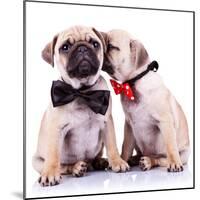 Lady Mops Puppy Whispering Something Or Kissing Its Gentleman Partner While Seated-Viorel Sima-Mounted Photographic Print
