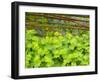 Lady's Mantle and forget-me-nots with willow fence.-Sylvia Gulin-Framed Photographic Print