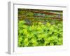 Lady's Mantle and forget-me-nots with willow fence.-Sylvia Gulin-Framed Photographic Print