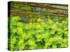 Lady's Mantle and forget-me-nots with willow fence.-Sylvia Gulin-Stretched Canvas