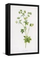 Lady's Mantle-F. Edward Hulme-Framed Stretched Canvas