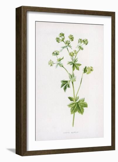 Lady's Mantle-F. Edward Hulme-Framed Art Print