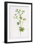 Lady's Mantle-F. Edward Hulme-Framed Art Print