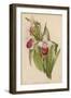 Lady's Slipper Orchid One of Several Species-null-Framed Art Print