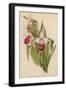 Lady's Slipper Orchid One of Several Species-null-Framed Art Print