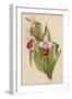 Lady's Slipper Orchid One of Several Species-null-Framed Art Print