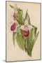 Lady's Slipper Orchid One of Several Species-null-Mounted Art Print