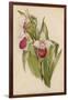 Lady's Slipper Orchid One of Several Species-null-Framed Art Print