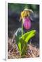 Lady'S Slipper Orchid-Lisa S. Engelbrecht-Framed Photographic Print