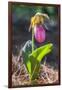 Lady'S Slipper Orchid-Lisa S. Engelbrecht-Framed Photographic Print