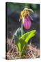 Lady'S Slipper Orchid-Lisa S. Engelbrecht-Stretched Canvas