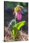 Lady'S Slipper Orchid-Lisa S. Engelbrecht-Stretched Canvas