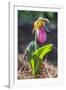 Lady'S Slipper Orchid-Lisa S. Engelbrecht-Framed Photographic Print