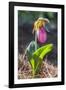 Lady'S Slipper Orchid-Lisa S. Engelbrecht-Framed Photographic Print