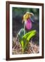 Lady'S Slipper Orchid-Lisa S. Engelbrecht-Framed Photographic Print