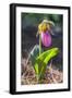 Lady'S Slipper Orchid-Lisa S. Engelbrecht-Framed Photographic Print