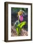 Lady'S Slipper Orchid-Lisa S. Engelbrecht-Framed Photographic Print