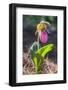 Lady'S Slipper Orchid-Lisa S. Engelbrecht-Framed Photographic Print