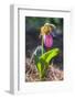 Lady'S Slipper Orchid-Lisa S. Engelbrecht-Framed Photographic Print