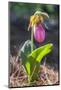 Lady'S Slipper Orchid-Lisa S. Engelbrecht-Mounted Photographic Print