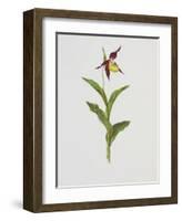 Lady's Slipper-Moritz Michael Daffinger-Framed Art Print