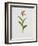 Lady's Slipper-Moritz Michael Daffinger-Framed Art Print