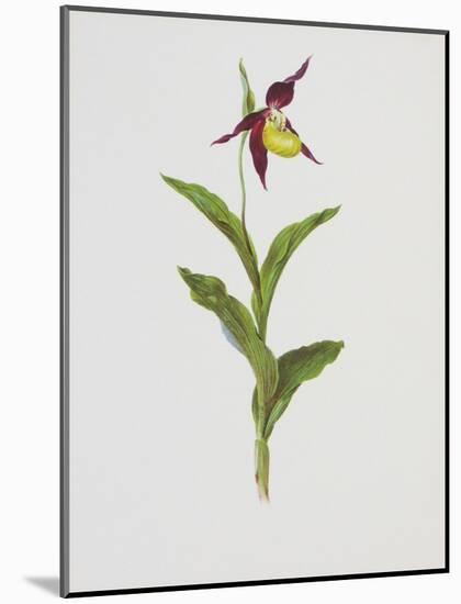 Lady's Slipper-Moritz Michael Daffinger-Mounted Art Print