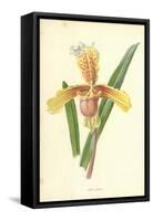 Lady's Slipper-Frederick Edward Hulme-Framed Stretched Canvas