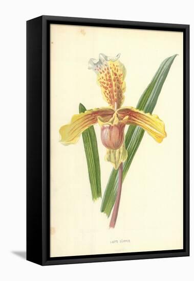 Lady's Slipper-Frederick Edward Hulme-Framed Stretched Canvas